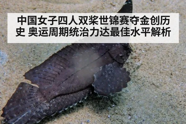 中国女子四人双桨世锦赛夺金创历史 奥运周期统治力达最佳水平解析