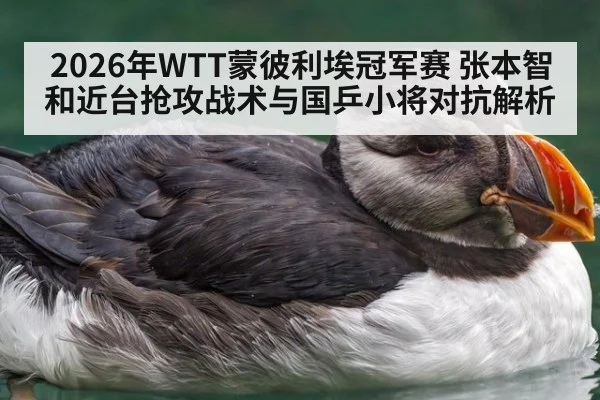 2026年WTT蒙彼利埃冠军赛 张本智和近台抢攻战术与国乒小将对抗解析