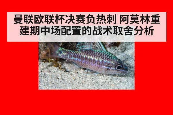 曼联欧联杯决赛负热刺 阿莫林重建期中场配置的战术取舍分析